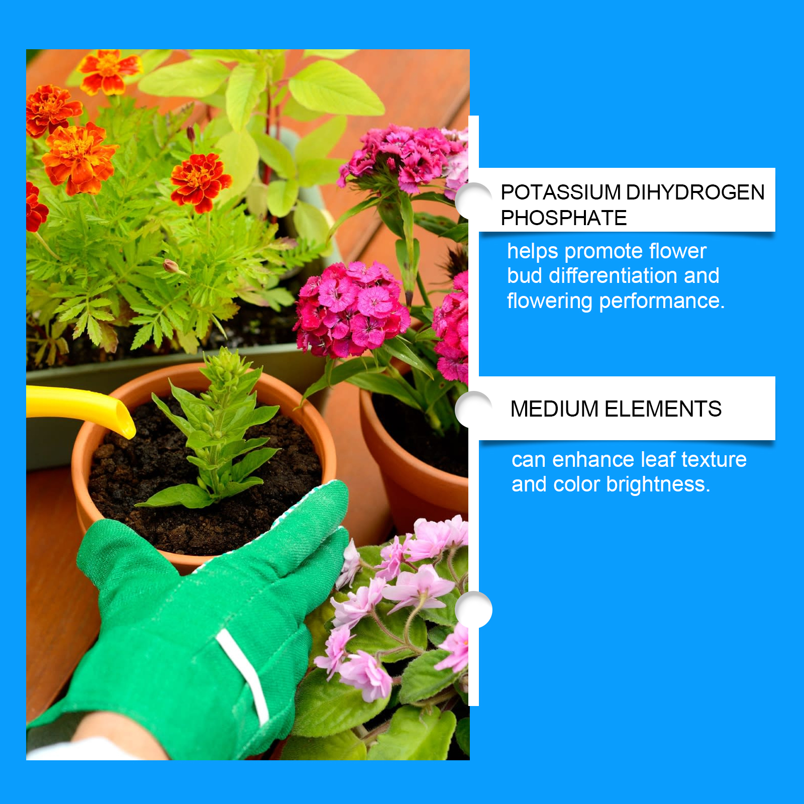 Flower Nutrient Solution Liqui - Nutrition & Fitness Class ulasan dan harga